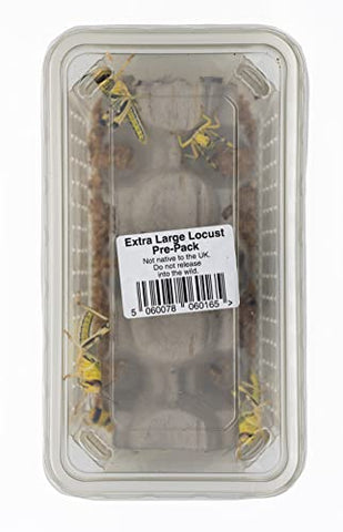 Livefoods4u XL Extra Large Locust Live Food (35-50mm) Bag of 100 - Perfect for Reptiles