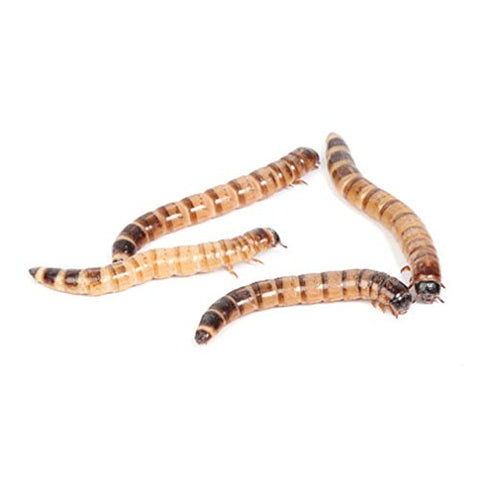 Morio Worms 40-50mm - Approx 40g - Tub