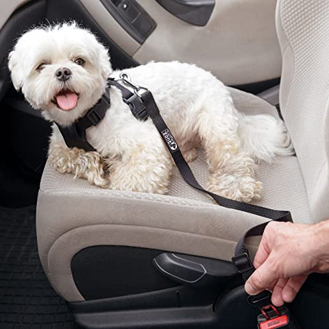 Dog car seat belt